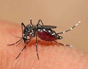 Aedes Egypti mosquito