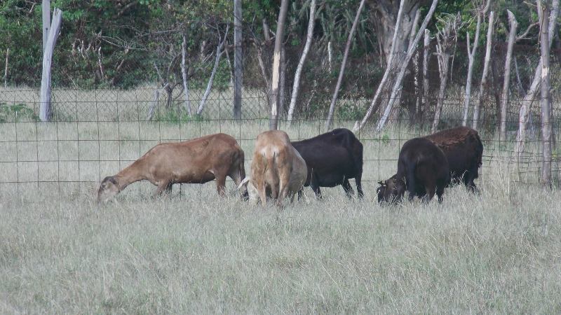 Part of the livestock on Limlair Farm