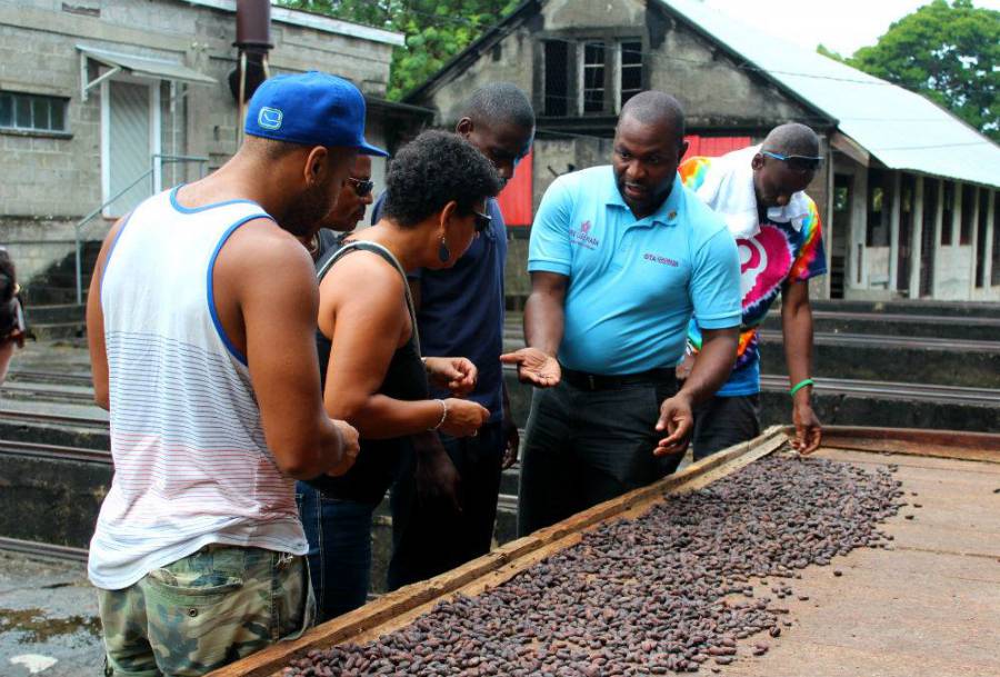 3Nov2015 - Checking on the cocoa beans at Douglaston Estate - Photo by Christine George