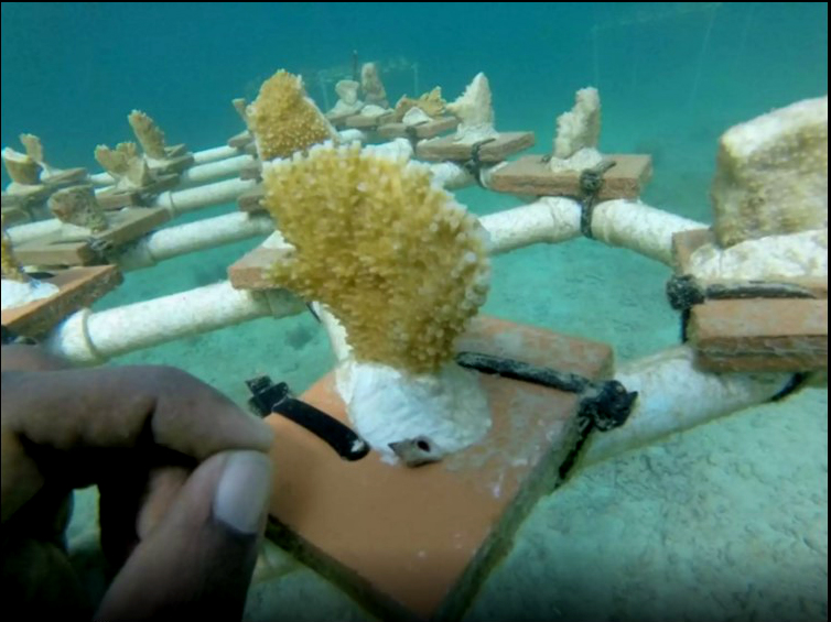 Propagating hope for Caribbean coral reef restoration