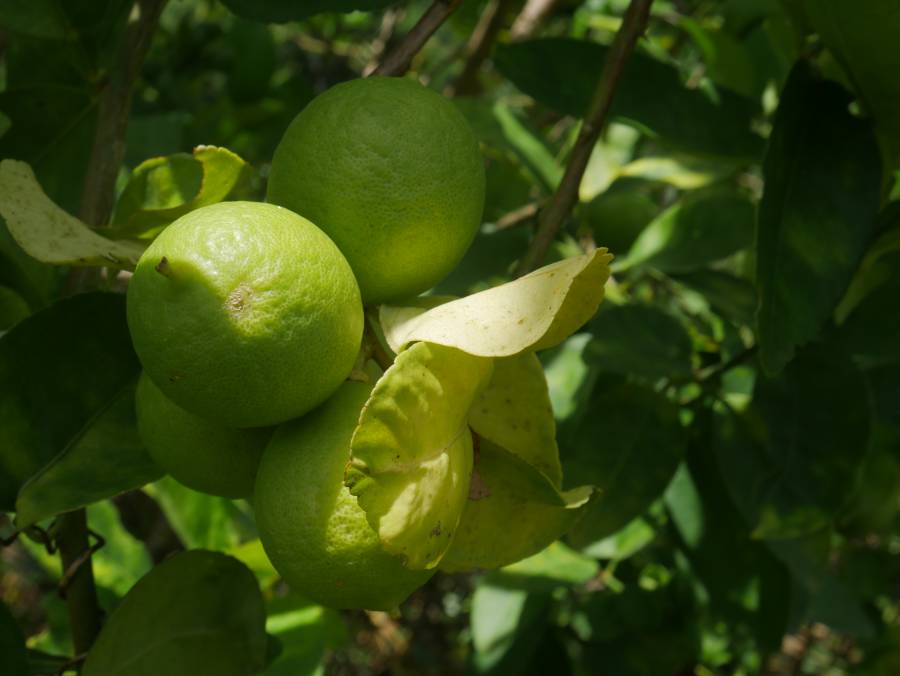 More budgetary support needed to tackle citrus greening disease 
