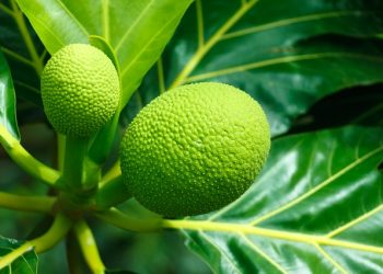 Breadfruit…it’s nutritious, it’s ours