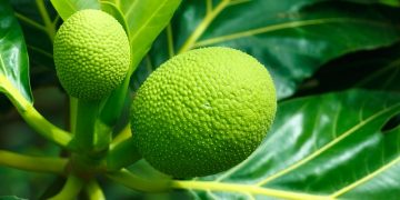 Breadfruit…it’s nutritious, it’s ours
