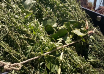 Marijuana trees uprooted