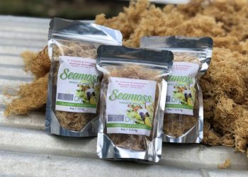 Funding needed for seamoss cultivation expansion