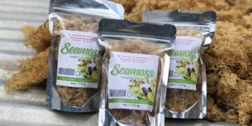 Funding needed for seamoss cultivation expansion