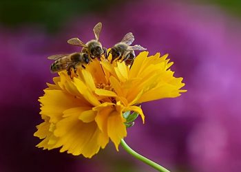 World Bee Day 20 May