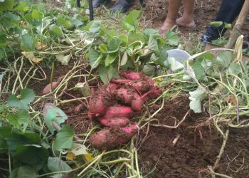 New technique in planting sweet potatoes