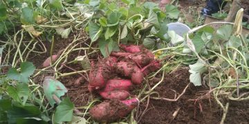 New technique in planting sweet potatoes