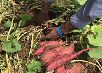 Farmers encouraged to use vertical method to plant sweet potatoes
