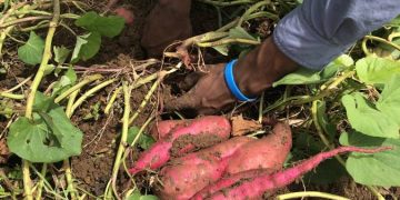 Farmers encouraged to use vertical method to plant sweet potatoes