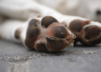 Dog donated to RGPF from Russia dies