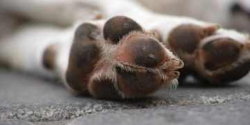 Dog donated to RGPF from Russia dies