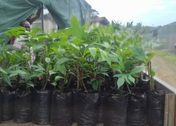Focus on soursop, nutmeg and cocoa for plant distribution season
