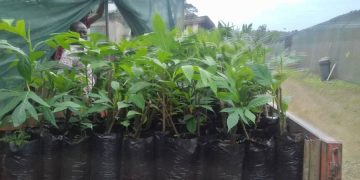 Focus on soursop, nutmeg and cocoa for plant distribution season