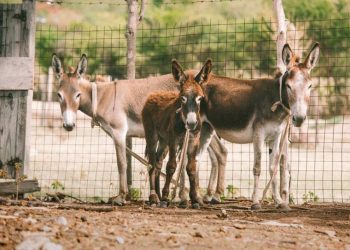 Government department selling donkeys