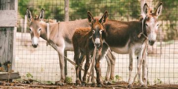 Government department selling donkeys