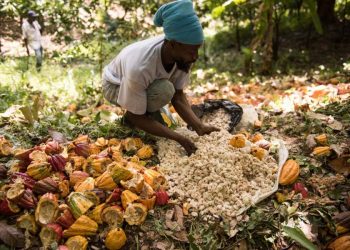 Belmont Estate’s cocoa beans among the best says Cocoa of Excellence Programme