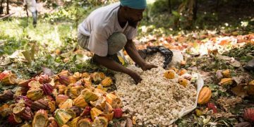 Belmont Estate’s cocoa beans among the best says Cocoa of Excellence Programme