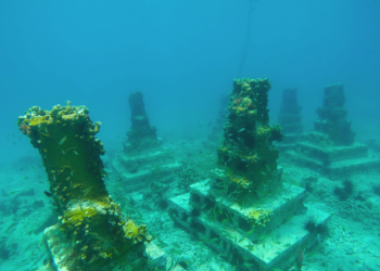 Saving Caribbean corals with concrete