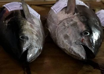 Spicy Tuna Fishing Tournament to donate 50% of tuna caught to charity