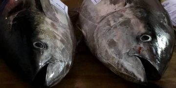 Spicy Tuna Fishing Tournament to donate 50% of tuna caught to charity