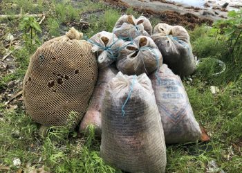 Perpetrator warned for stealing 20 pounds of sea moss in St Andrew