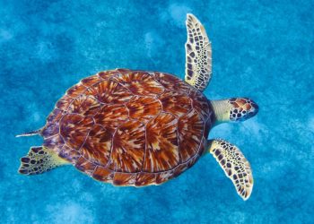 Ocean Spirits continues call for a ban on sea turtle hunting