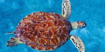 Ocean Spirits continues call for a ban on sea turtle hunting