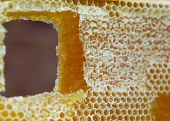 Chocolate and honey heaven in Grenada