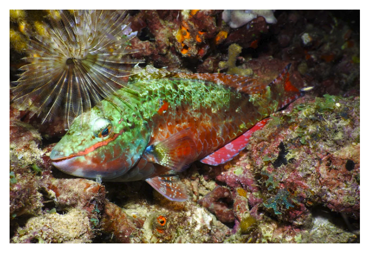 Pure Grenada Dive Fest – Underwater Photography comp winners