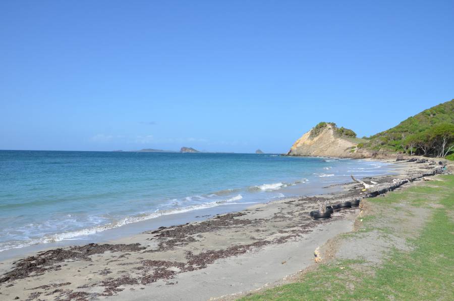 Caribbean settlement began in Greater Antilles, researchers say