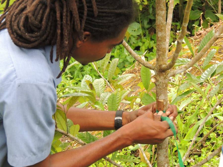 Farm 80% male nutmeg trees becomes test site for female grafting conversion NOW Grenada