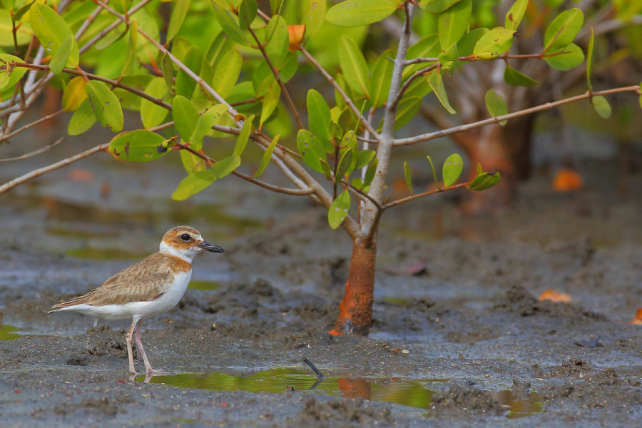 BirdsCaribbean expresses deep concern over 3 damaging developments in Grenada