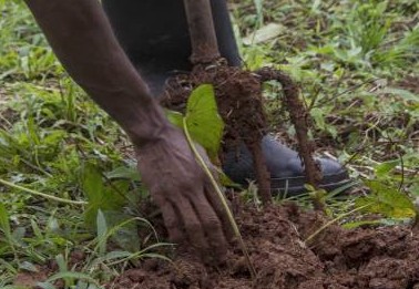 Young farmers take up challenge to increase Grenada’s food supply