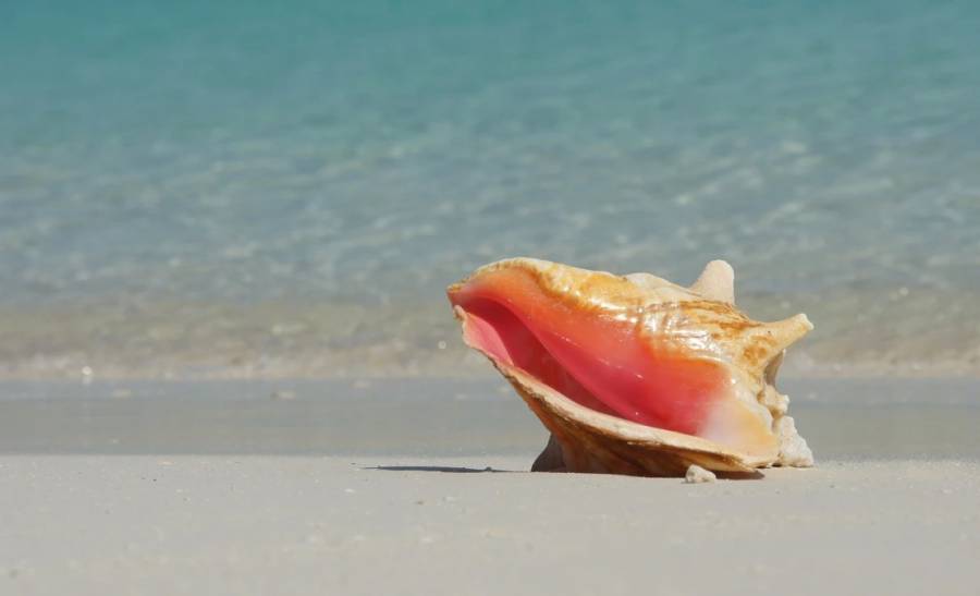 Webinar: Blue BioTrade Opportunities in the Caribbean