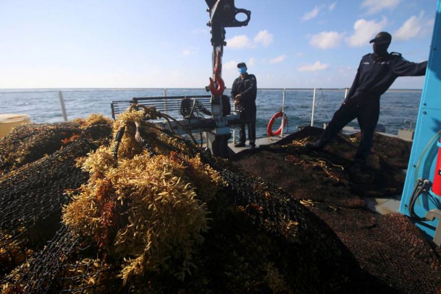 Scientists come closer to solving Caribbean seaweed mystery