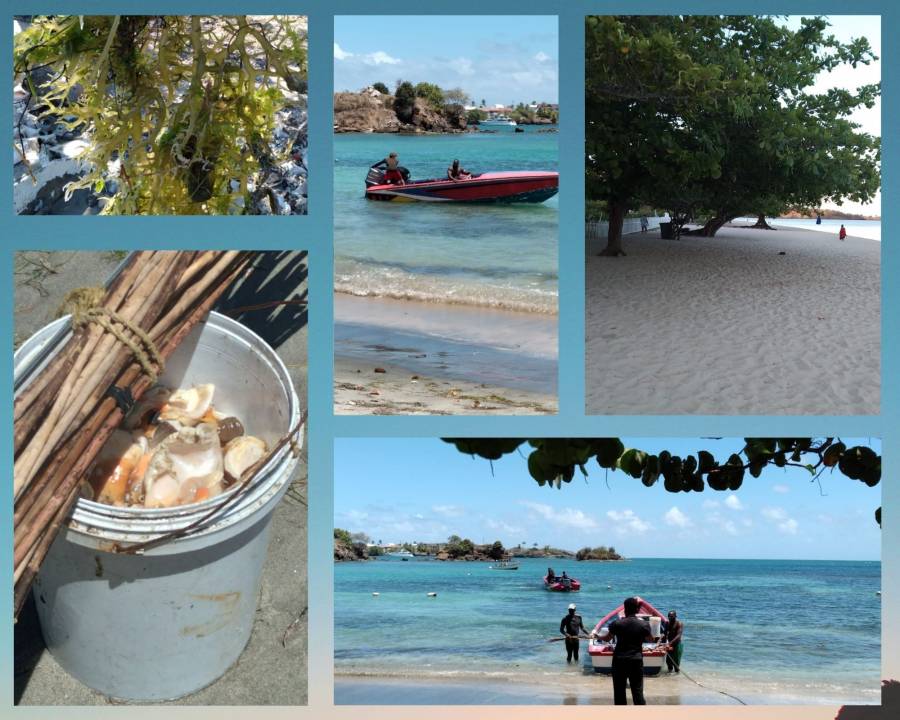 OECS Queen Conch (Lambi) Project