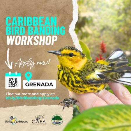 Training Opportunity: Caribbean Bird Banding workshop