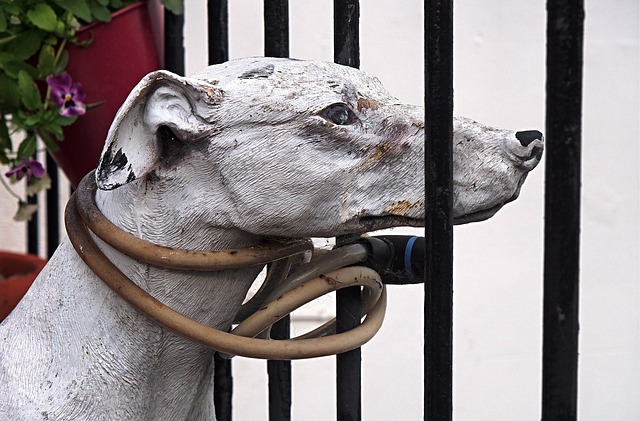 Ministry of Agriculture advises against use of animals in carnival events