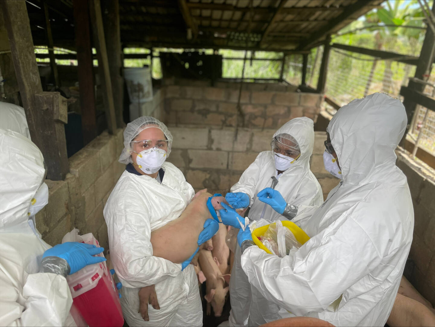 US Department of Agriculture assists Barbados in African Swine Fever testing