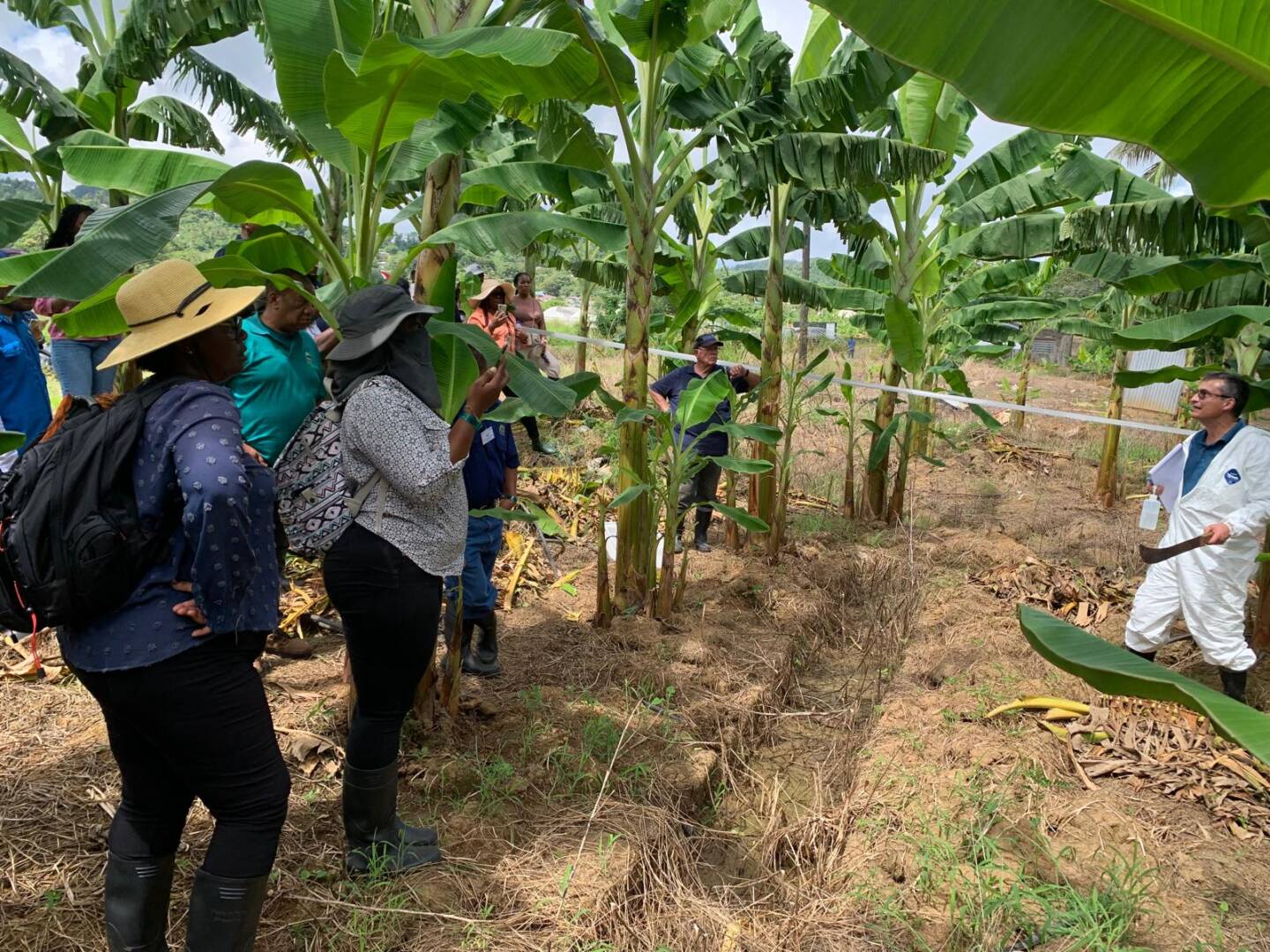 FAO and partners working on safeguarding Caribbean bananas