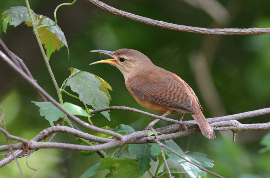 Caribbean welcomes 6 new endemic bird species