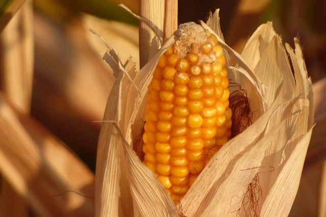 Asham: A close-your-mouth food