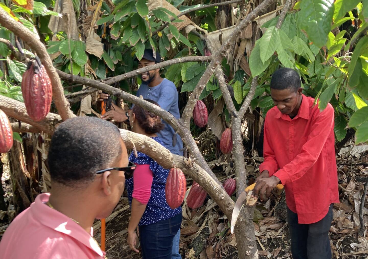 FAO workshop to enhance Grenada’s production of premium, high-quality cocoa