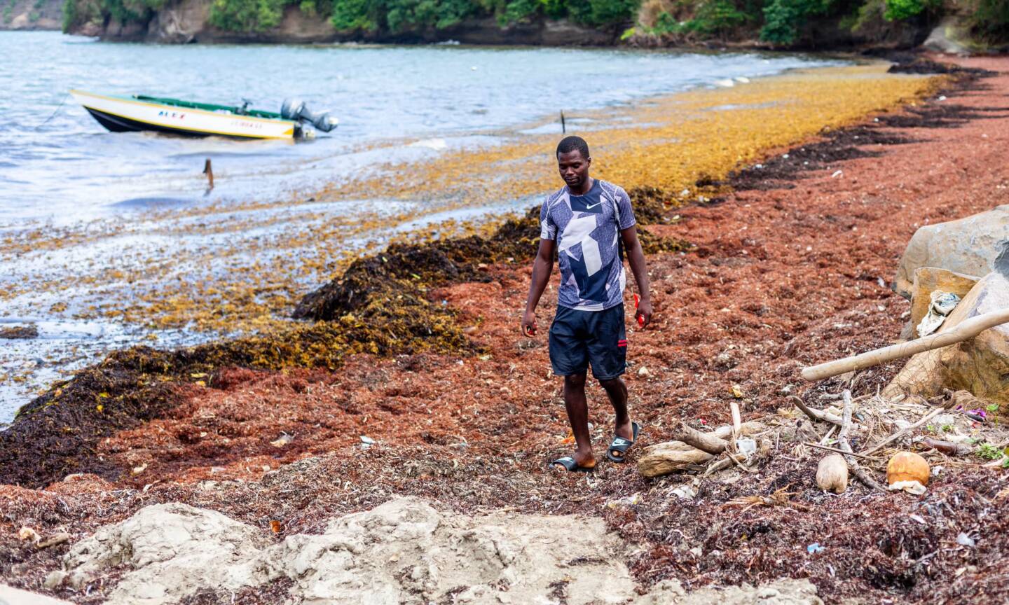 From foul to fuel: How a seaweed problem could power the Caribbean