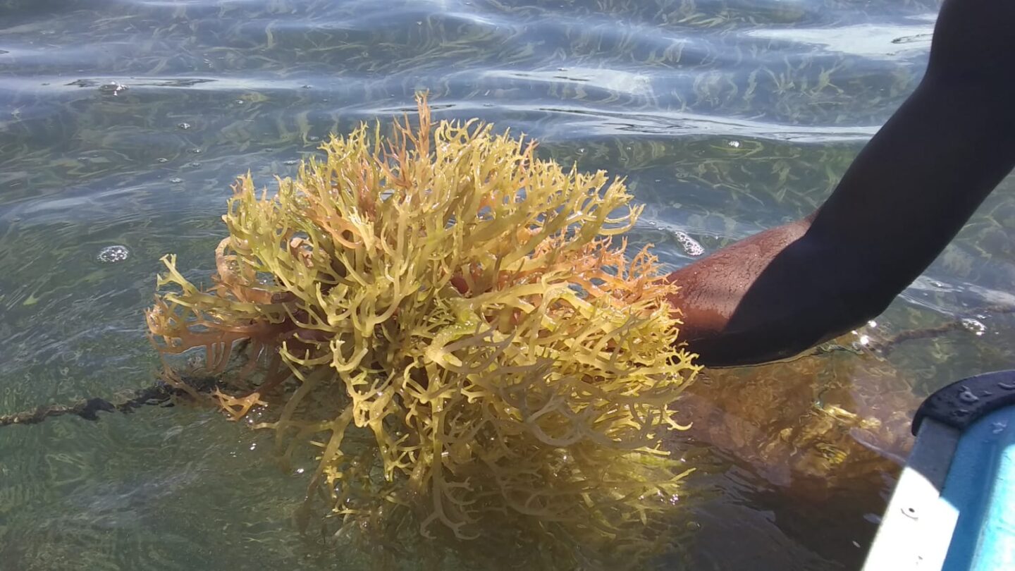 FAO: Sea moss rising