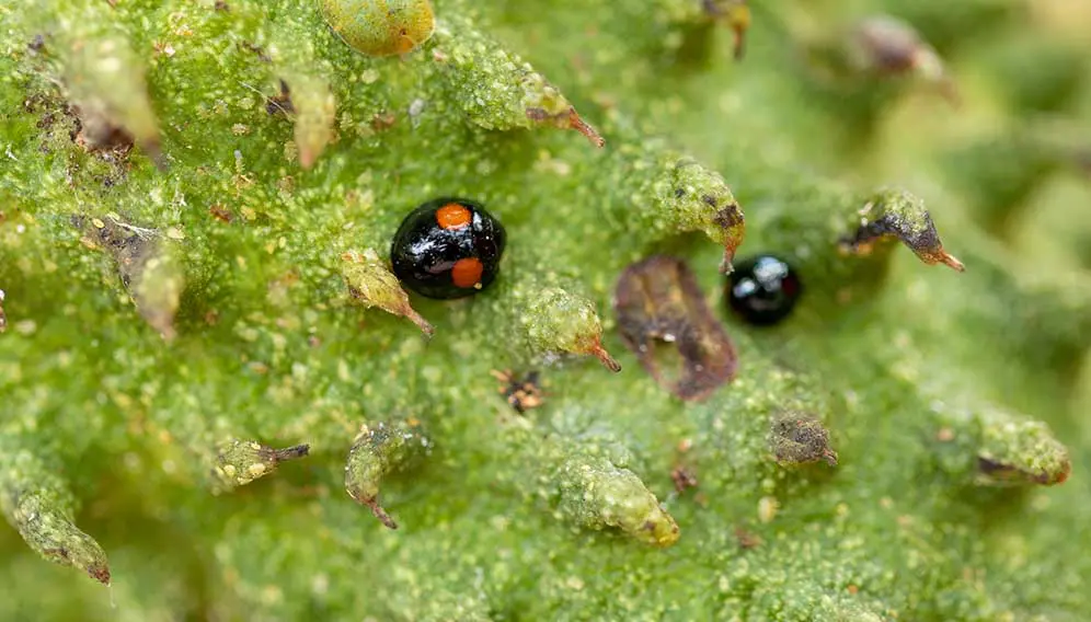 Imported ladybirds save Grenada’s ice cream fruit
