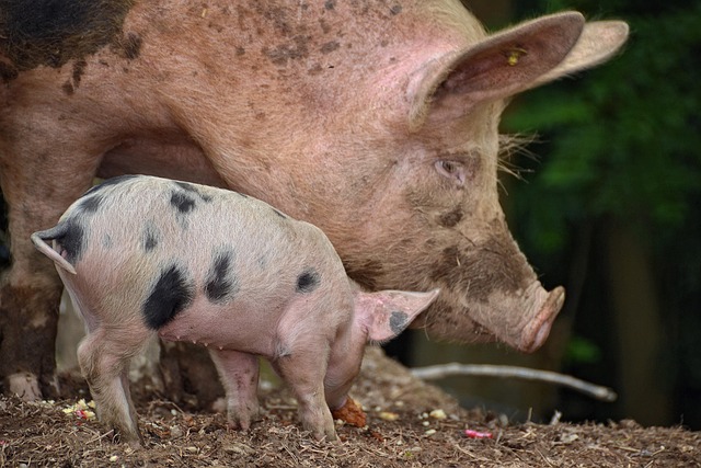 First batch of pure-bred pigs to be distributed