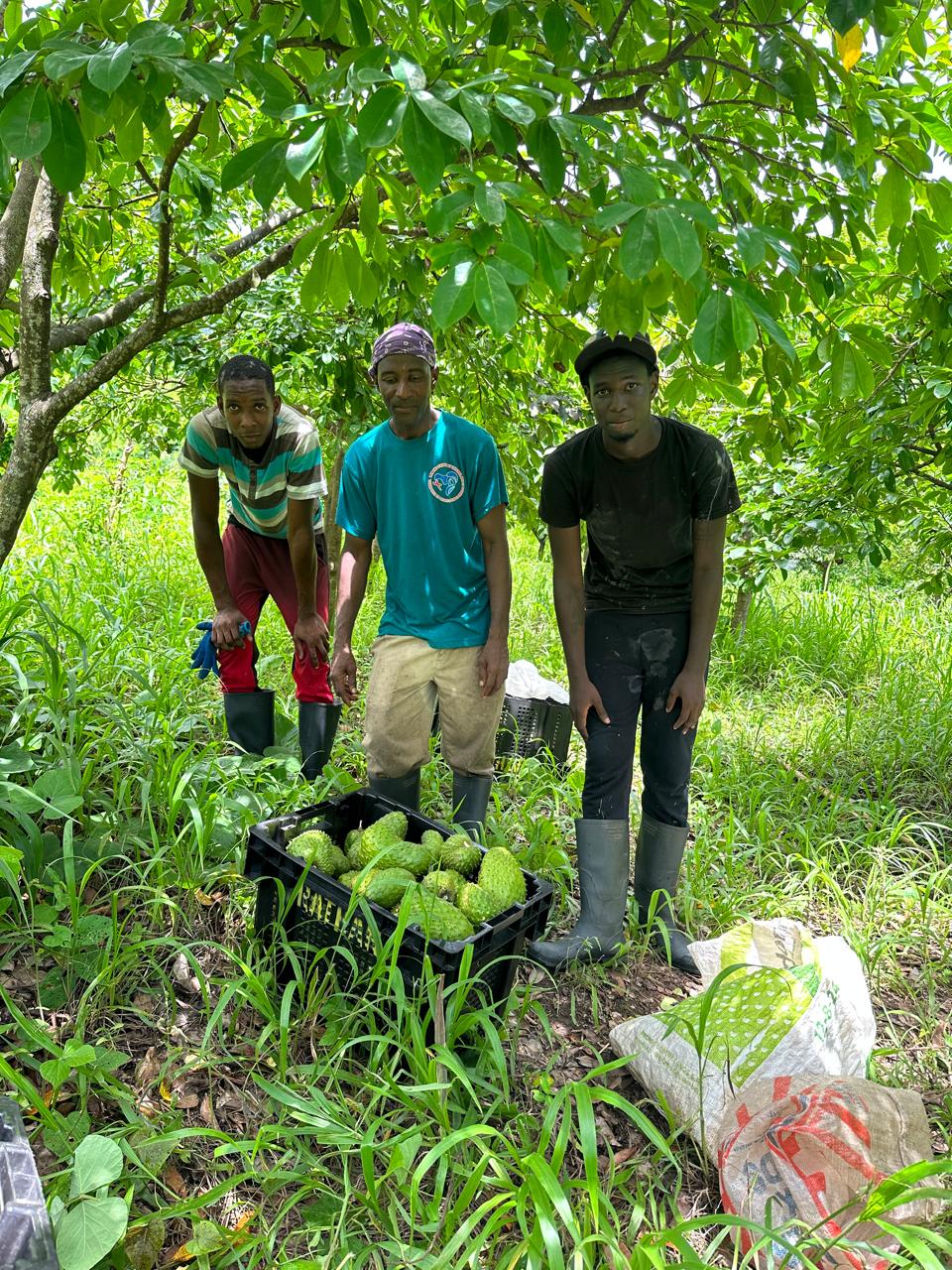 FAO leads assessment into GAPs certification for Grenada’s soursop industry